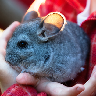 Chinchilla preview