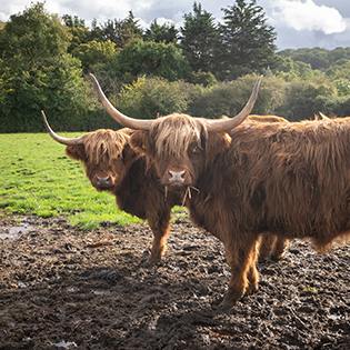 Highland Cows preview