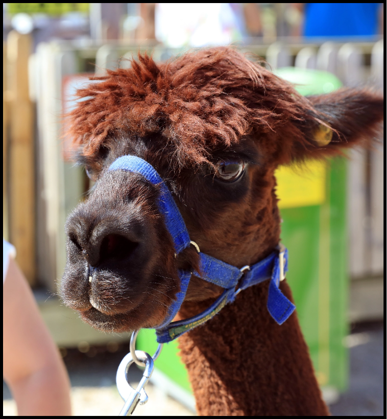 Alpacas preview