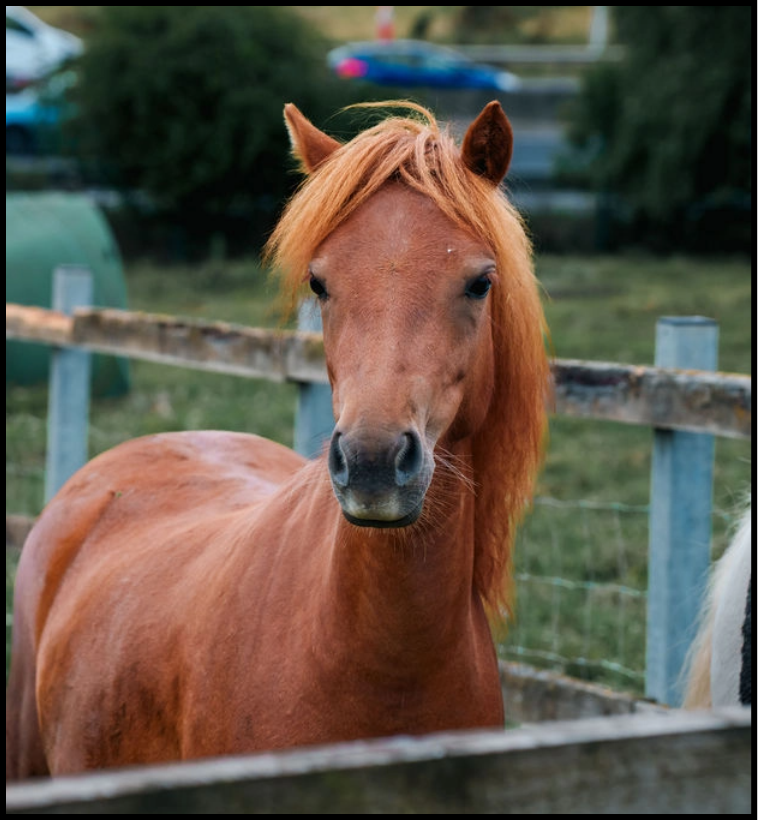 Shetland Ponies preview
