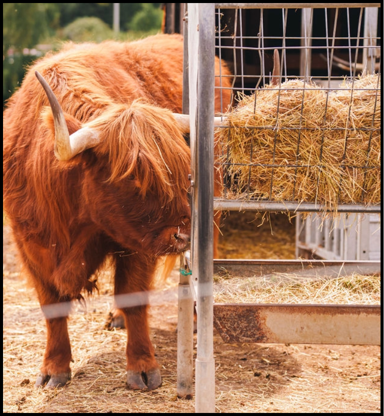 Highland Cows preview