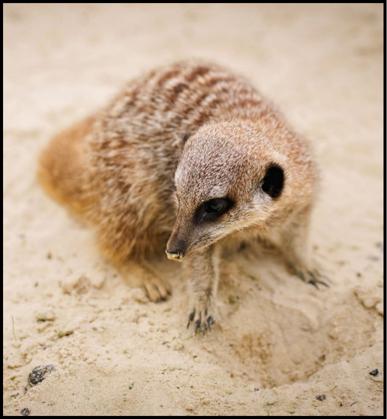 Meerkats preview
