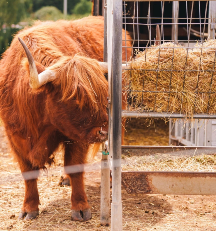 Highland Cows preview