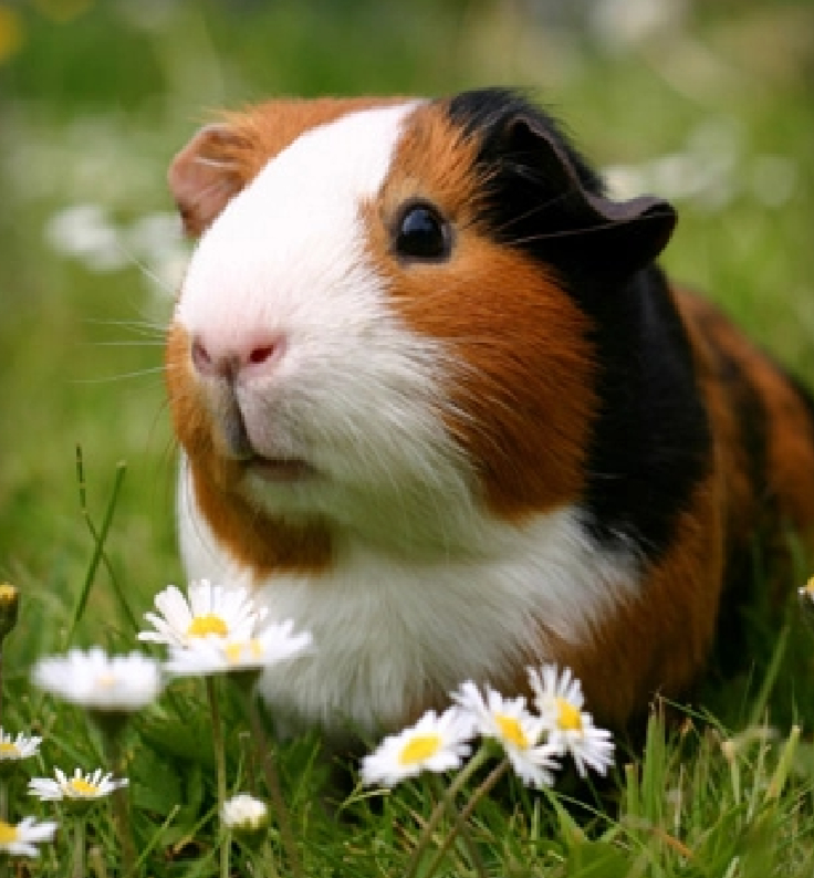Guinea Pigs preview