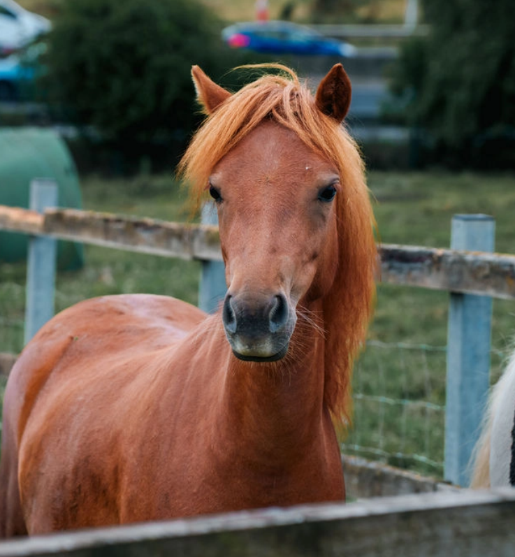 Shetland Ponies preview