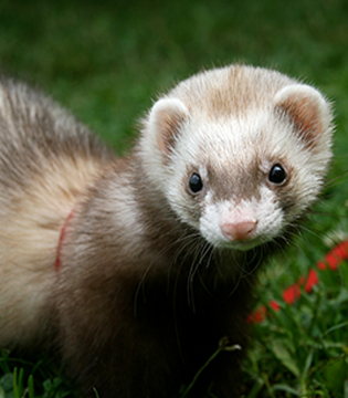 Ferret preview