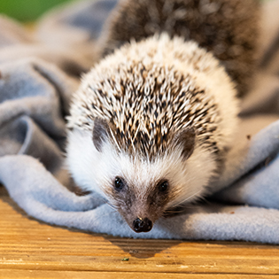 African Pygmy Hedgehog preview