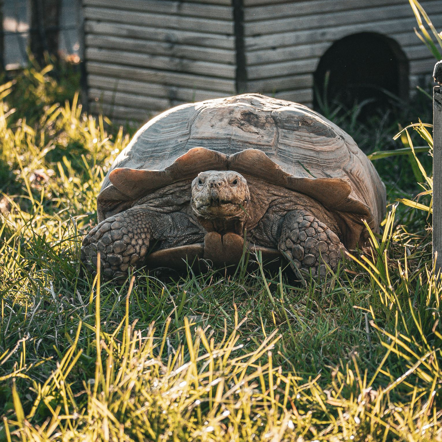 Horsfield’s Tortoise - slide 23