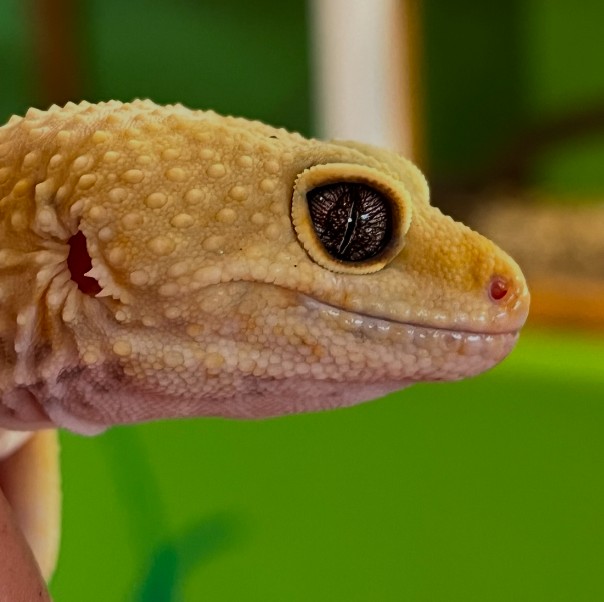 Leopard Gecko - slide 21