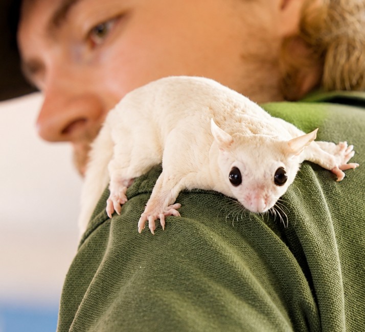Sugar Glider preview