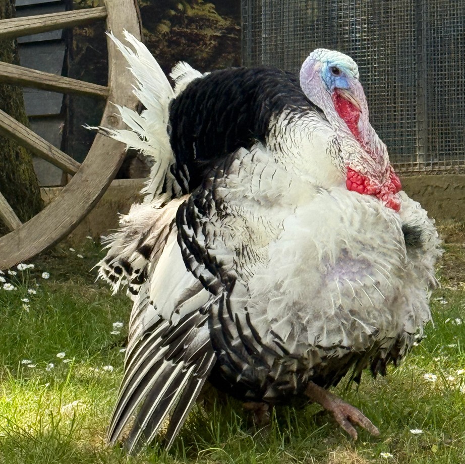 Turkey - slide 25