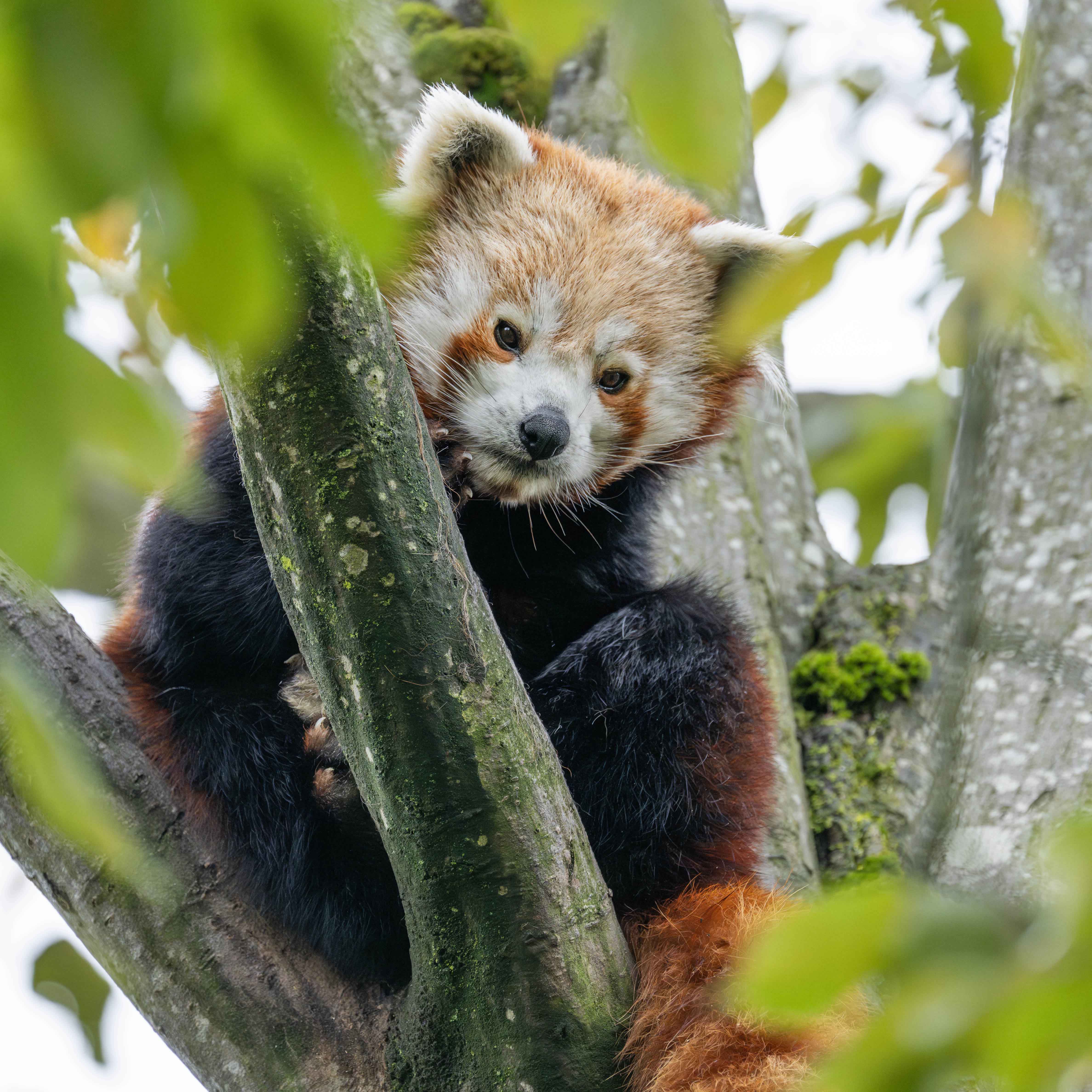 Adopt a Red Panda