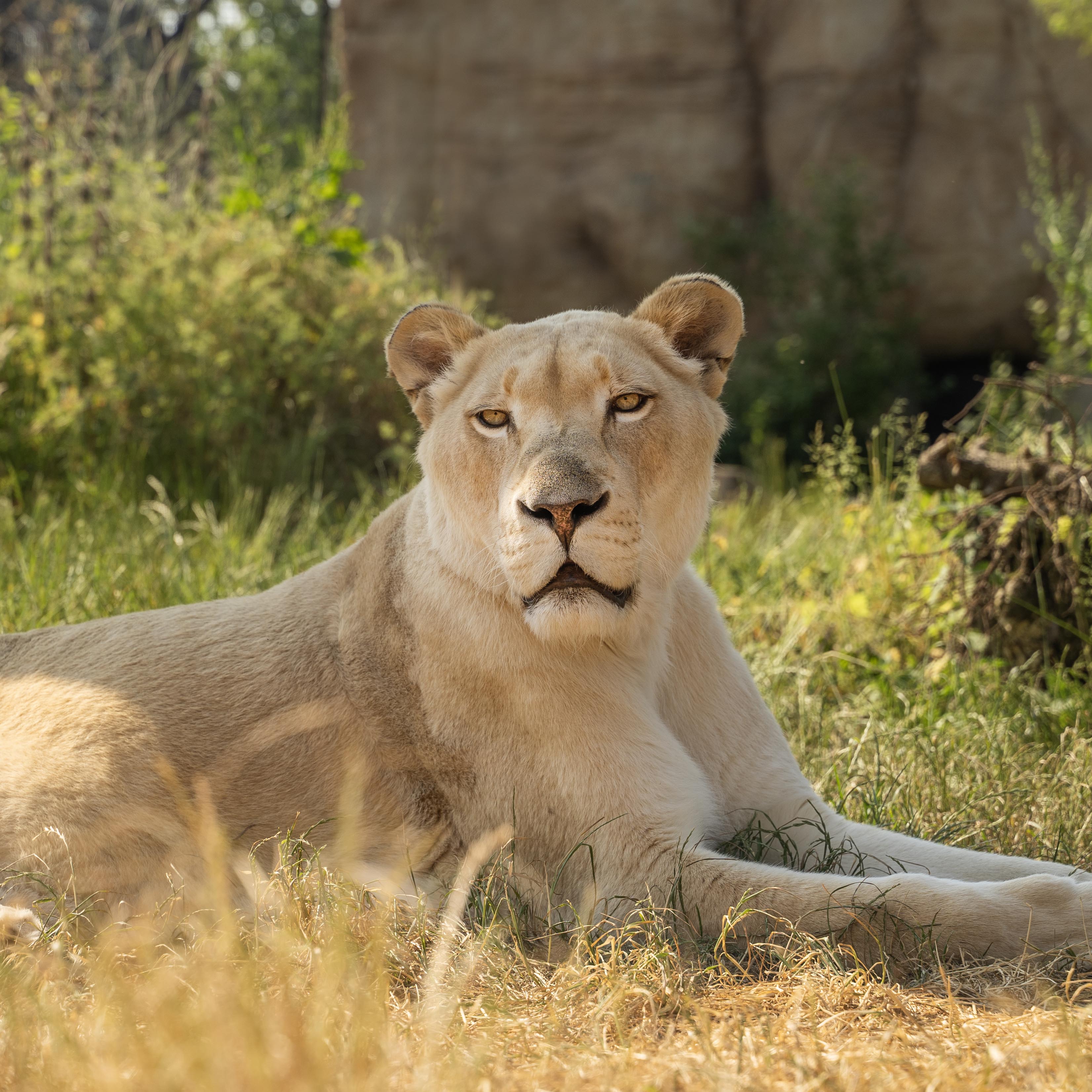 Adopt a White Lion