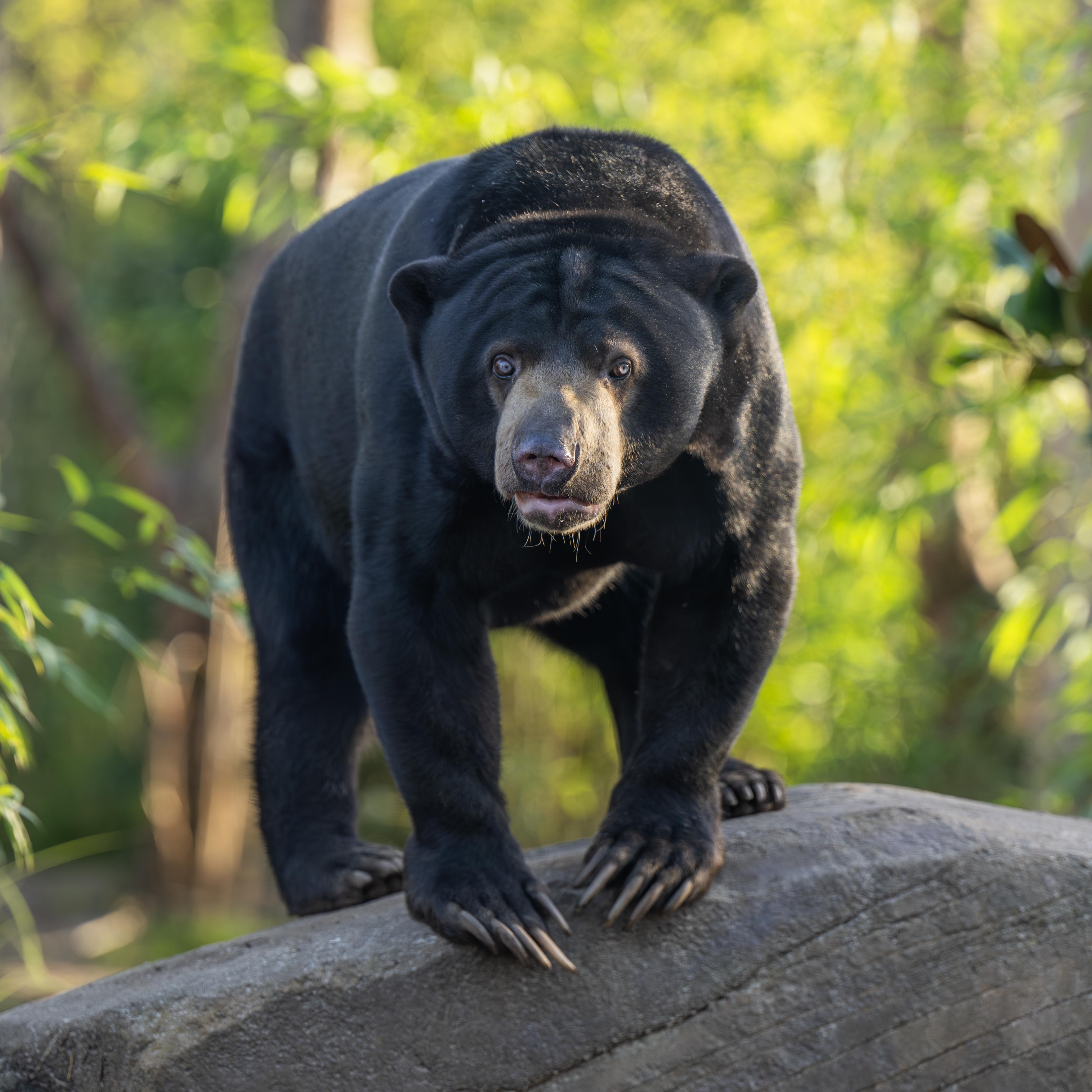 Adopt a Sun Bear