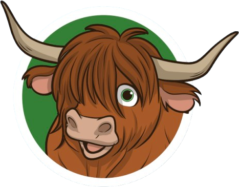 Highland Cow