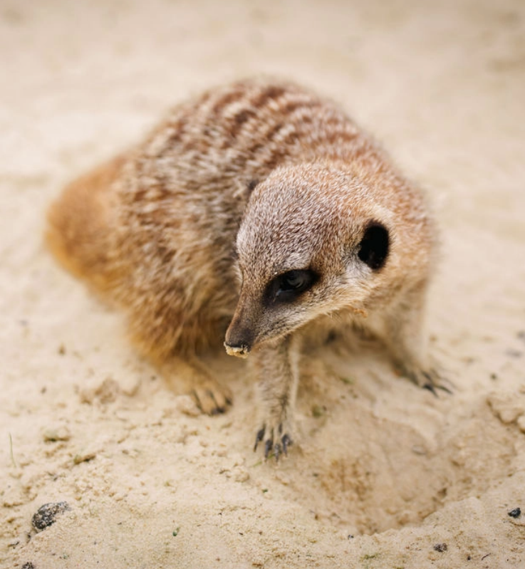 Meerkats